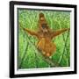 Hang on in There-Pat Scott-Framed Giclee Print