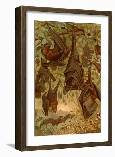 Hanging Bats-F.W. Kuhnert-Framed Art Print