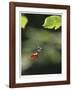 Hanging by a Thread-Michelle Wermuth-Framed Giclee Print