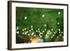 Hanging Decorative Christmas Lights For A Back Yard Party-imging-Framed Photographic Print