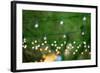 Hanging Decorative Christmas Lights For A Back Yard Party-imging-Framed Photographic Print