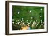 Hanging Decorative Christmas Lights For A Back Yard Party-imging-Framed Photographic Print