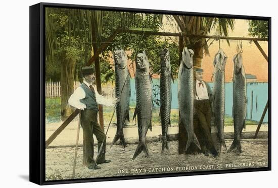 Hanging Fish, St. Petersburg, Florida-null-Framed Stretched Canvas