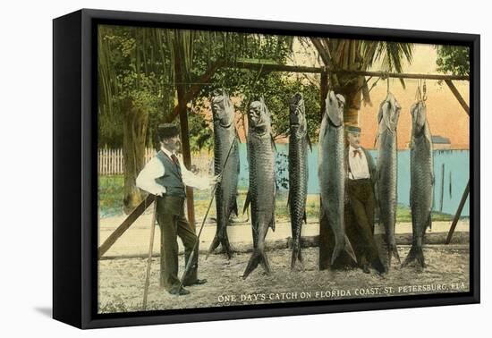 Hanging Fish, St. Petersburg, Florida-null-Framed Stretched Canvas