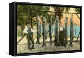 Hanging Fish, St. Petersburg, Florida-null-Framed Stretched Canvas