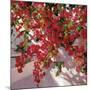 Hanging Flowers-Philip Craig-Mounted Art Print