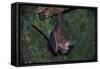 Hanging Fringe-Lipped Bat-W. Perry Conway-Framed Stretched Canvas