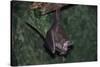 Hanging Fringe-Lipped Bat-W. Perry Conway-Stretched Canvas