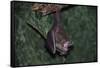 Hanging Fringe-Lipped Bat-W. Perry Conway-Framed Stretched Canvas