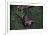 Hanging Fringe-Lipped Bat-W. Perry Conway-Framed Photographic Print