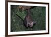 Hanging Fringe-Lipped Bat-W. Perry Conway-Framed Photographic Print