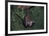 Hanging Fringe-Lipped Bat-W. Perry Conway-Framed Photographic Print