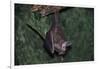 Hanging Fringe-Lipped Bat-W. Perry Conway-Framed Photographic Print