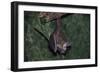 Hanging Fringe-Lipped Bat-W. Perry Conway-Framed Photographic Print