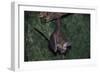 Hanging Fringe-Lipped Bat-W. Perry Conway-Framed Photographic Print