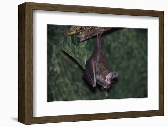 Hanging Fringe-Lipped Bat-W. Perry Conway-Framed Photographic Print