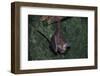 Hanging Fringe-Lipped Bat-W. Perry Conway-Framed Photographic Print