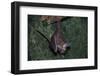Hanging Fringe-Lipped Bat-W. Perry Conway-Framed Photographic Print