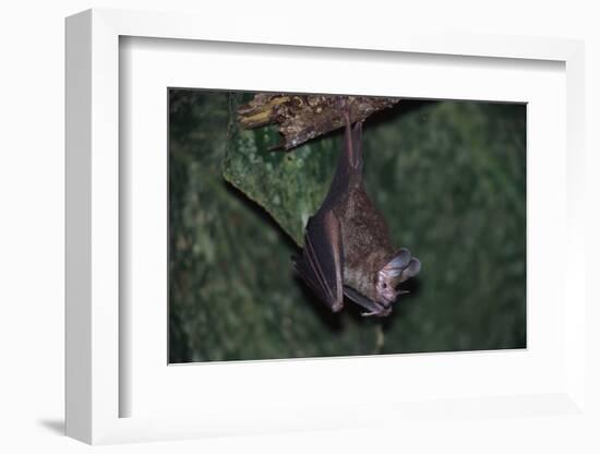 Hanging Fringe-Lipped Bat-W. Perry Conway-Framed Photographic Print