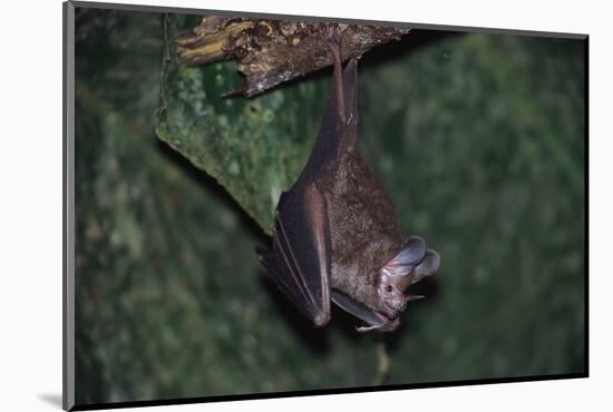 Hanging Fringe-Lipped Bat-W. Perry Conway-Mounted Photographic Print