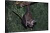 Hanging Fringe-Lipped Bat-W. Perry Conway-Stretched Canvas