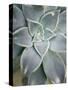 Hanging Garden Succulent I-Jason Johnson-Stretched Canvas