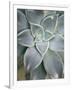 Hanging Garden Succulent I-Jason Johnson-Framed Photographic Print