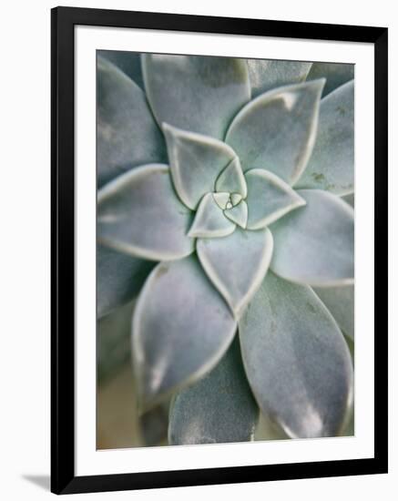 Hanging Garden Succulent I-Jason Johnson-Framed Photographic Print