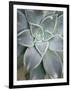 Hanging Garden Succulent I-Jason Johnson-Framed Photographic Print