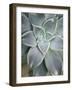 Hanging Garden Succulent I-Jason Johnson-Framed Photographic Print