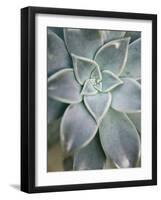 Hanging Garden Succulent I-Jason Johnson-Framed Photographic Print