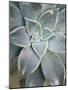 Hanging Garden Succulent I-Jason Johnson-Mounted Photographic Print