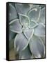 Hanging Garden Succulent I-Jason Johnson-Framed Stretched Canvas