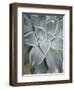 Hanging Garden Succulent I-Jason Johnson-Framed Photographic Print