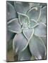 Hanging Garden Succulent I-Jason Johnson-Mounted Photographic Print