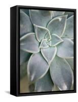 Hanging Garden Succulent I-Jason Johnson-Framed Stretched Canvas