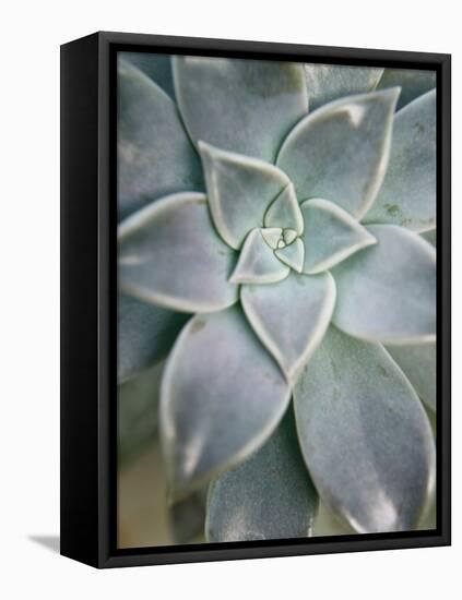 Hanging Garden Succulent I-Jason Johnson-Framed Stretched Canvas