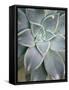 Hanging Garden Succulent I-Jason Johnson-Framed Stretched Canvas