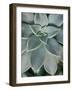 Hanging Garden Succulent II-Jason Johnson-Framed Photographic Print