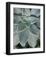 Hanging Garden Succulent II-Jason Johnson-Framed Photographic Print