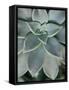 Hanging Garden Succulent II-Jason Johnson-Framed Stretched Canvas