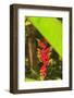 Hanging Heliconia. Hawaiian Tropical Botanical Gardens, near Hilo, Big Island, Hawaii, USA-Stuart Westmorland-Framed Photographic Print