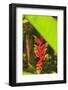 Hanging Heliconia. Hawaiian Tropical Botanical Gardens, near Hilo, Big Island, Hawaii, USA-Stuart Westmorland-Framed Photographic Print