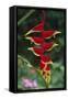 Hanging Heliconia-DLILLC-Framed Stretched Canvas