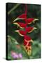 Hanging Heliconia-DLILLC-Stretched Canvas