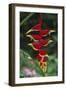 Hanging Heliconia-DLILLC-Framed Photographic Print
