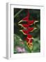 Hanging Heliconia-DLILLC-Framed Photographic Print