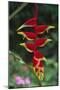 Hanging Heliconia-DLILLC-Mounted Photographic Print
