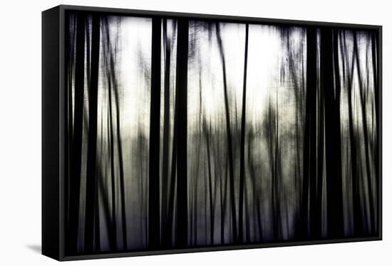 Hanging in the Branches-Rory Garforth-Framed Stretched Canvas