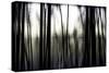 Hanging in the Branches-Rory Garforth-Stretched Canvas